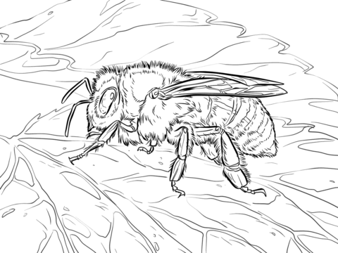 Western Honey Bee Coloring Page